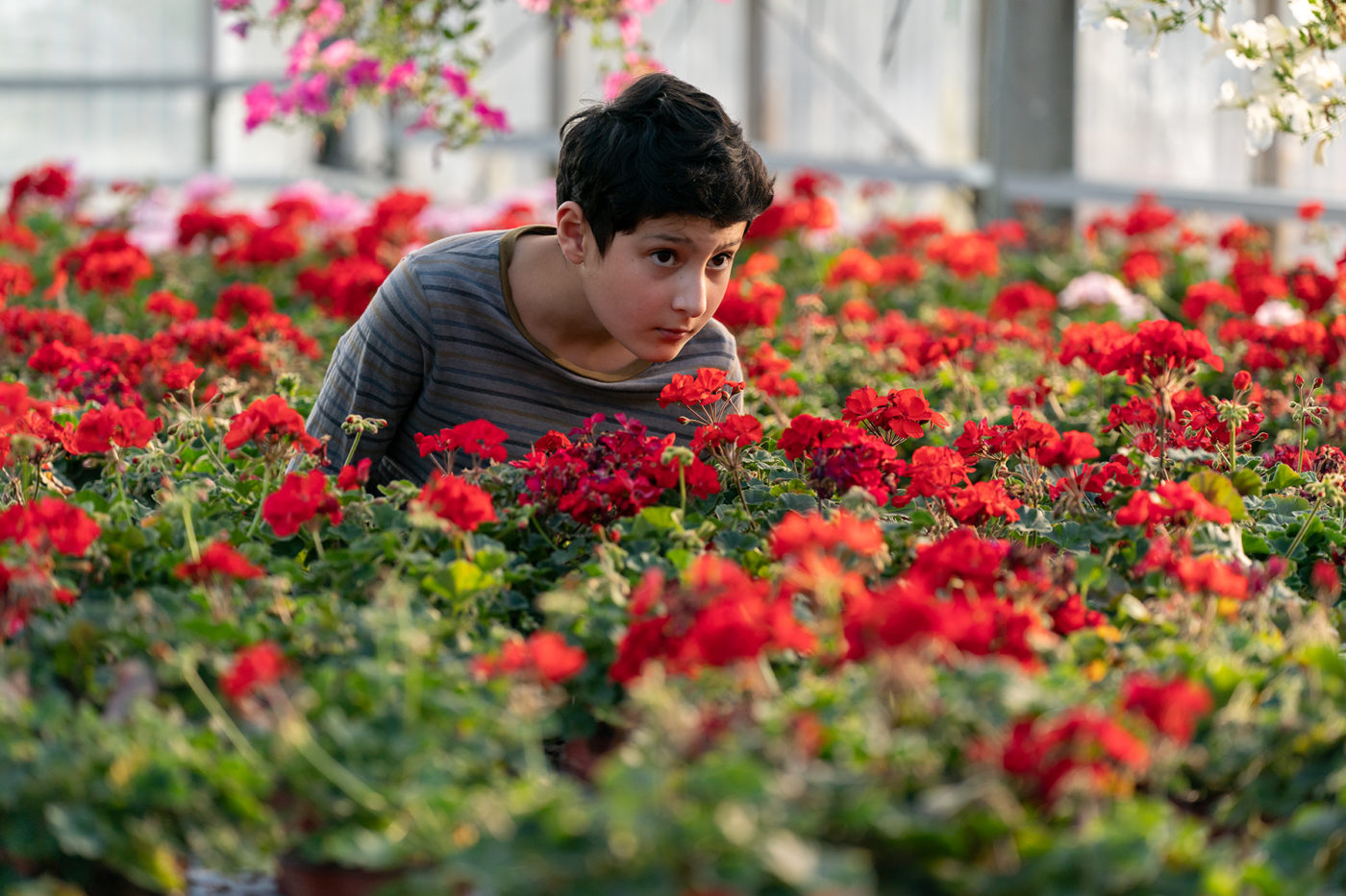 Poika katsoo kaukaisuuteen punaisten kukkien yli kumartuneena